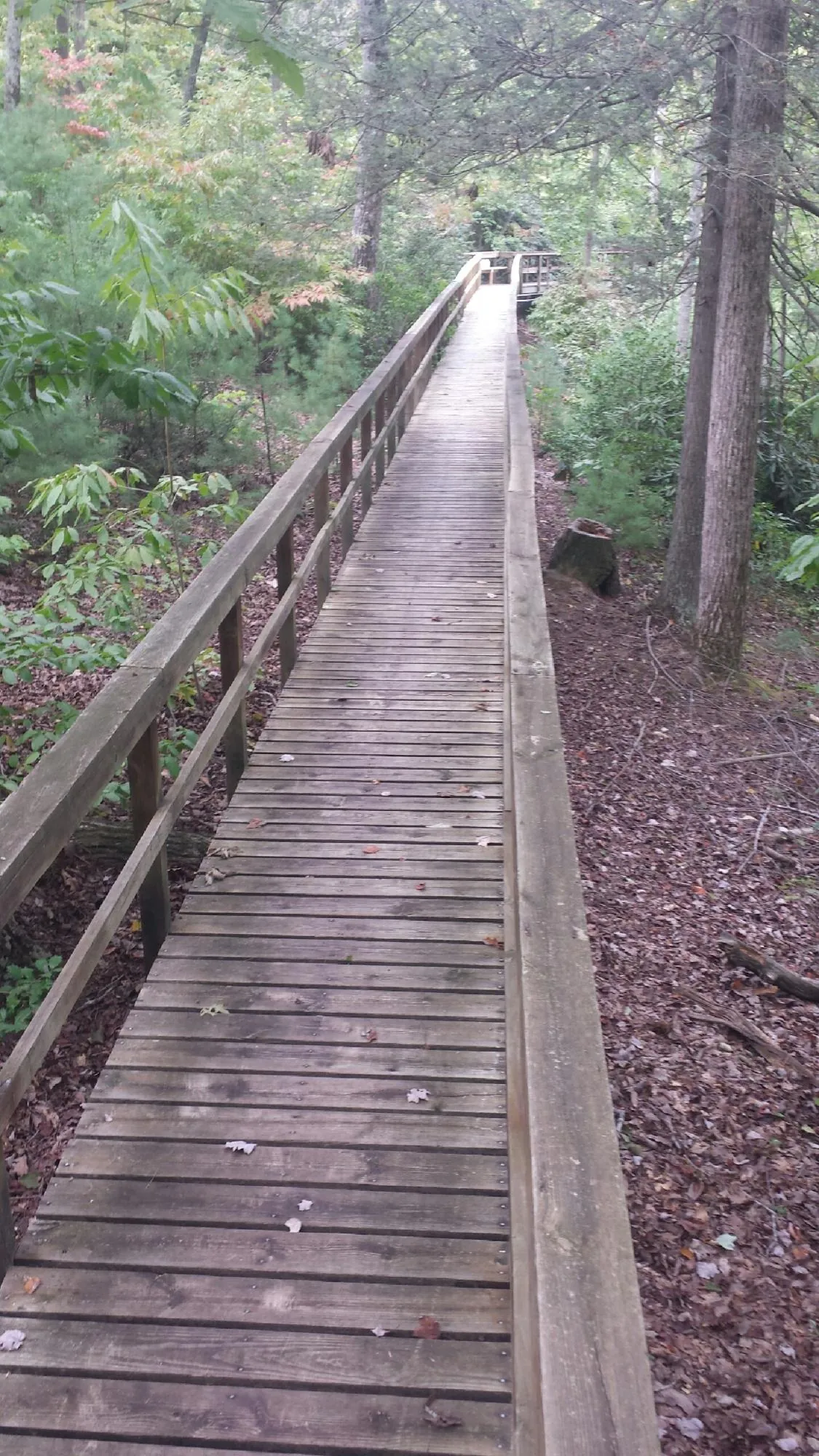 Long wood walkway with handrails built through the woods in Waukesha